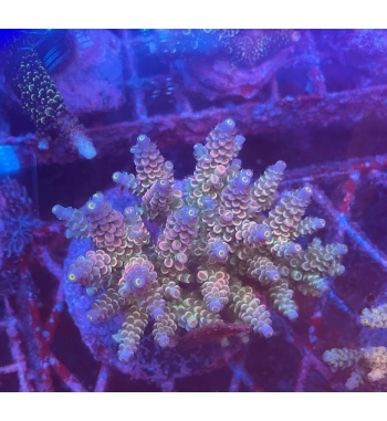 Acropora walt disney