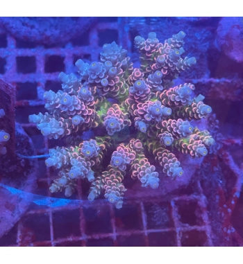 Acropora walt disney