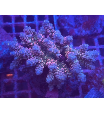 Acropora rainbow