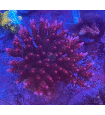 Acropora red planet