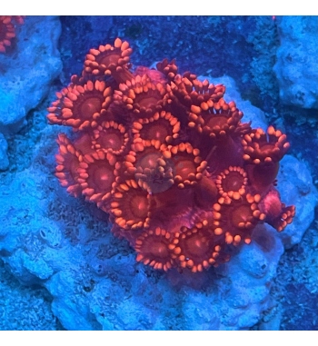 Goniopora super Red