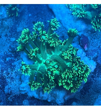 Goniopora green fluo