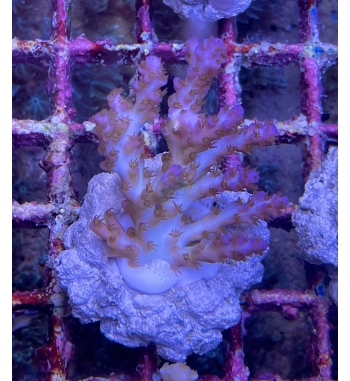 Acropora Plana purple