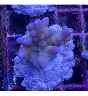 Acropora Symplex