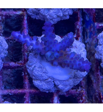 Acropora gomezi