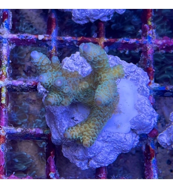 Acropora Millepora green blue