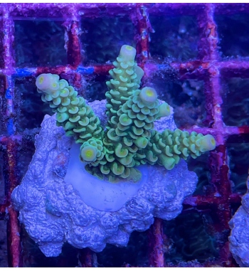 Acropora tenuis