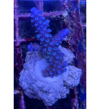 Acropora Hoksemai