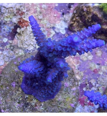 Acropora Hoksemai