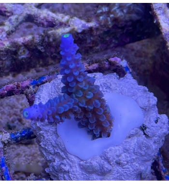 Acropora Hoksemai