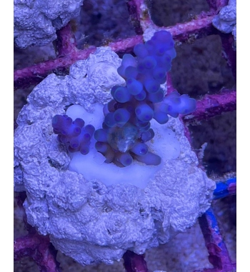 Acropora Gomezi