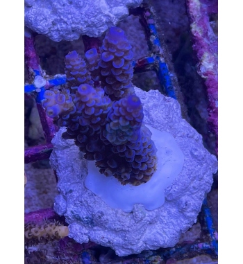 Acropora Tenuis blue