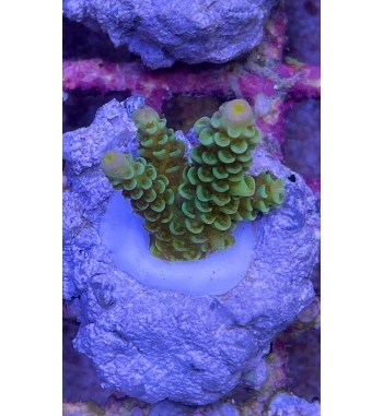 Acropora Tenuis green