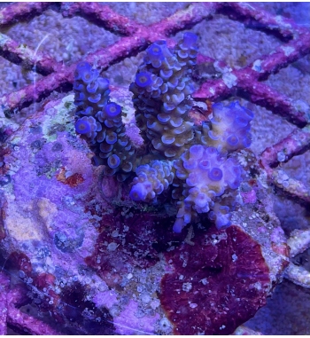 Acropora Tenuis blue