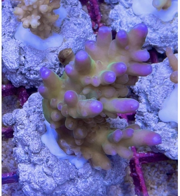 Acropora Symplex