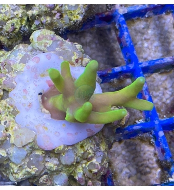 Acropora Caroliniana