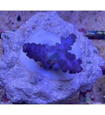 Acropora Gomezi