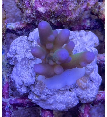 Acropora Symplex