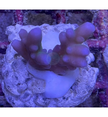 Acropora Symplex