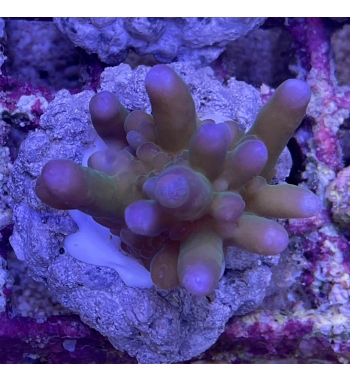 Acropora Symplex