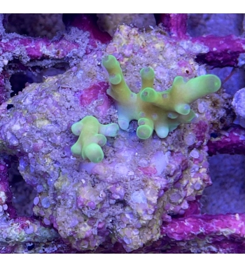 Acropora Echinata yellow