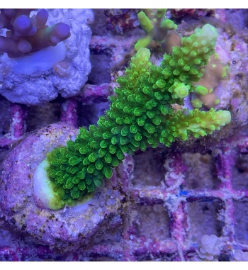 Acropora Formosa green