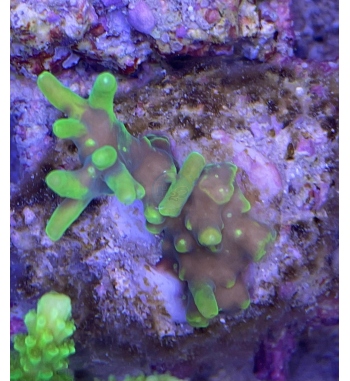 Acropora Caroliniana green