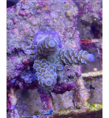 Acropora Tenuis blue purple