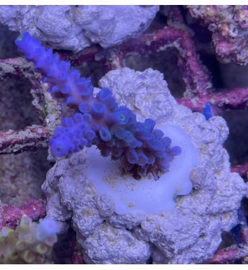 Acropora Hoksemai