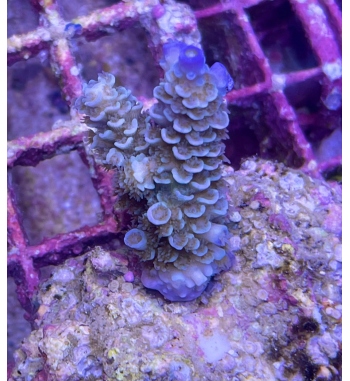 Acropora Tenuis blue purple