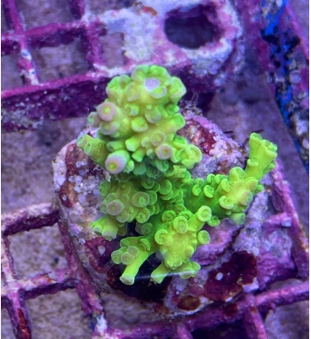 Acropora Tatunai yellow