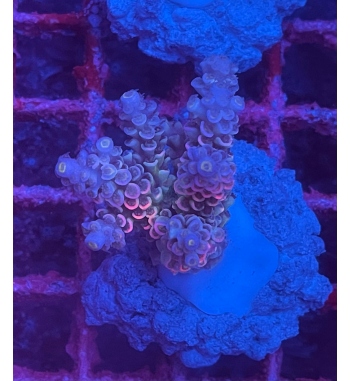 Acropora Tenuis walt disney