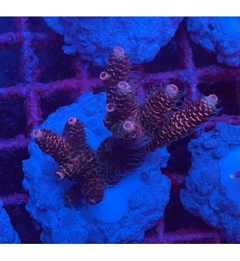 Acropora Millepora red orange