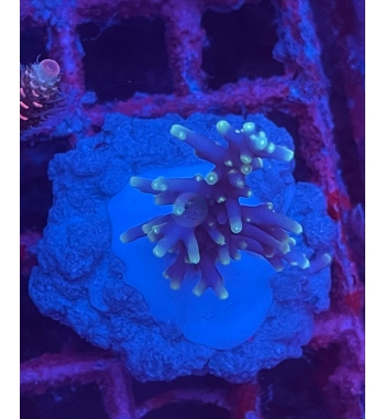 Acropora Pacman