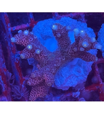 Acropora Millepora purple blue