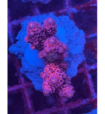 Acropora Tenuis red