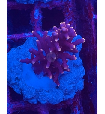 Acropora Red dragon