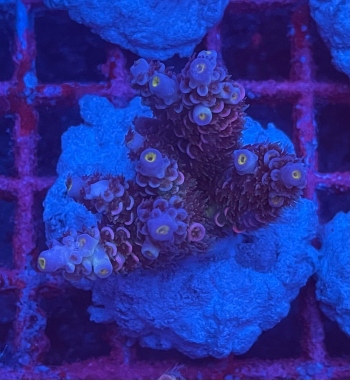 Acropora Tenuis rainbow