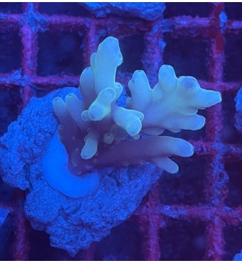 Acropora Caroliniana