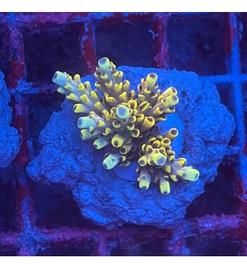 Acropora Pickachu