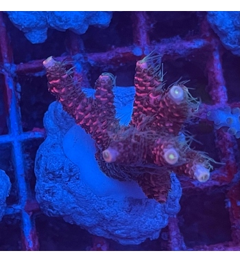 Acropora Millepora red