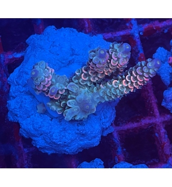 Acropora Tenuis rainbow