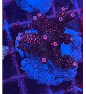 Acropora Millepora red