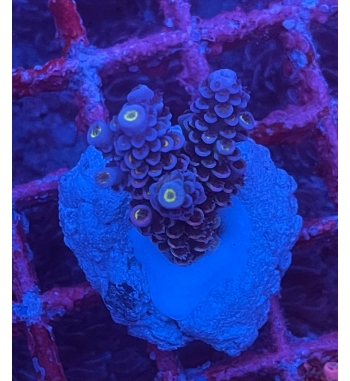 Acropora Tenuis blue pink