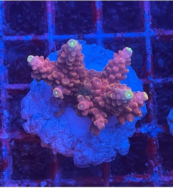 Acropora Haimei orange yellow