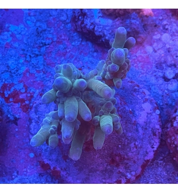 Acropora Symplex