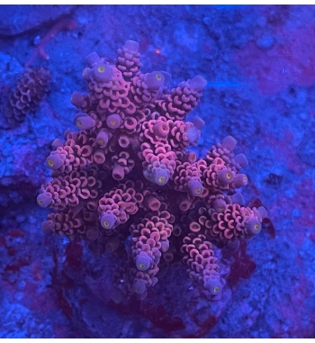 Acropora Tenuis red