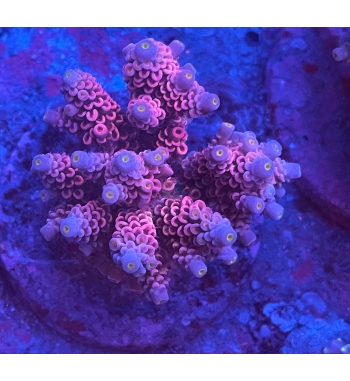 Acropora Tenuis red