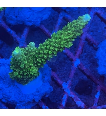 Acropora Nobilis