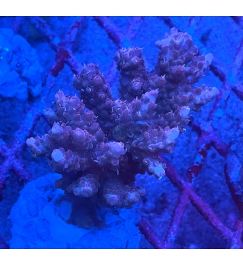 Acropora Anthoncersis red